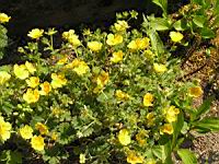 Potentilla Megalantha (fam. Rosacees) (Japon, Kamchatka, Iles Kouriles) (1) (Photo F. Mrugala)